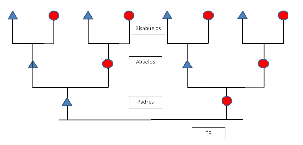 diagrama del árbol genealógico